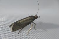 Glyphipterix fuscoviridella