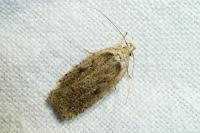 Agonopterix scopariella