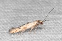 Epermenia aequidentella