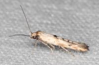 Epermenia aequidentella