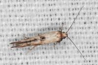 Epermenia aequidentella