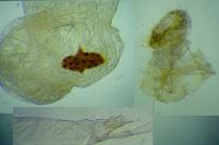 Agonopterix scopariella