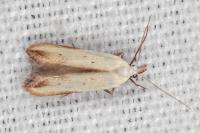 Mesophleps silacella