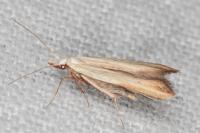 Mesophleps silacella