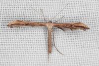 Emmelina monodactyla