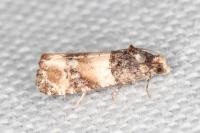 Lobesia bicinctana