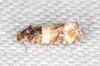 Lobesia bicinctana