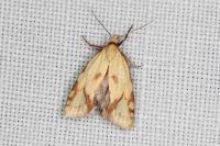 Agapeta hamana