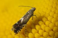 Glyphipterix simpliciella