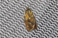 Ptycholoma lecheana