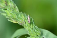 Glyphipterix simpliciella