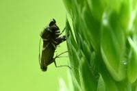 Glyphipterix simpliciella