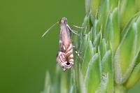 Glyphipterix simpliciella