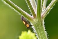 Pammene aurana