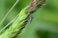 Glyphipterix simpliciella