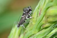 Glyphipterix simpliciella