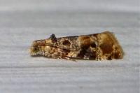 Lobesia botrana/reliquana