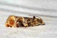 Lobesia botrana/reliquana