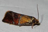 Ptycholoma lecheana