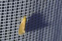 Crassa tinctella