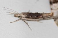 Ypsolopha scabrella