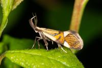 Alabonia geoffrella
