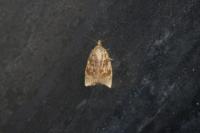 Aleimma loeflingiana