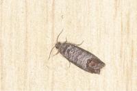 Cydia pomonella