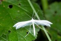 Pterophorus pentadactylus