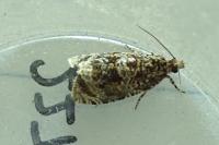 Celypha lacunana