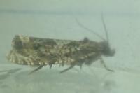 Celypha lacunana