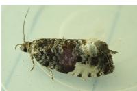 Hedya pruniana