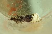 Hedya ochroleucana