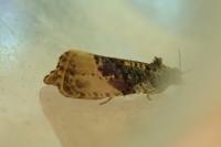 Hedya ochroleucana