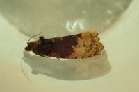 Hedya ochroleucana