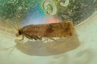 Celypha striana