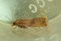 Celypha striana