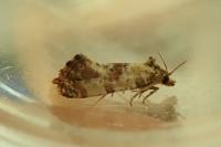 Neocochylis molliculana