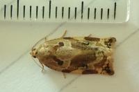 Archips xylosteana