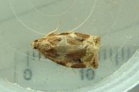 Archips xylosteana