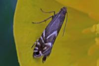 Glyphipterix simpliciella