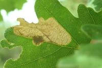 Dyseriocrania subpurpurella