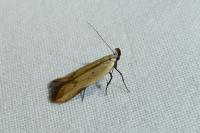 Mesophleps silacella