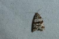 Isotrias rectifasciana