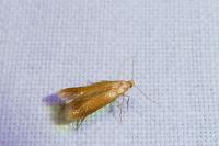 Tischeria