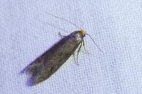 Agnoea josephinae