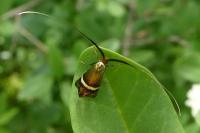 Adela australis