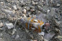 Olethreutes arcuella
