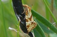 Aethes hartmanniana/piercei