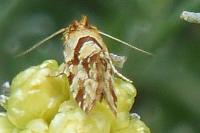 Aethes hartmanniana/piercei